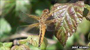 Scarce chaser dragonfly