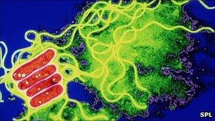 Legionnaires Disease Found At Hk Government Complex Bbc News