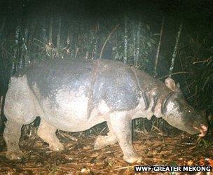 A Javan rhino is captured on camera in Vietnam's Cat Tien National Park (Image: WWF Greater Mekong)