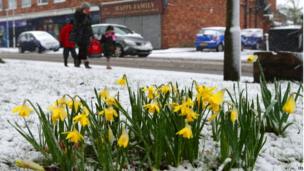 Daffodils in Gateacre Village, Liverpool