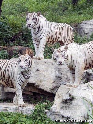 Two White Tigers In The Wild