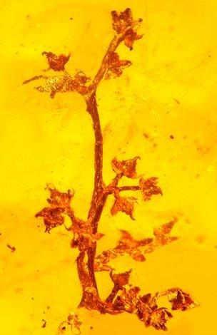 Цветок возрастом 100 миллионов лет
