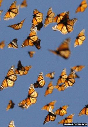 Бабочки-монарх