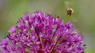 Пчела приземляется на цветок (Getty Images)