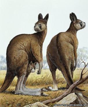 Procoptodon Goliah Procoptodon Goliah