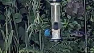 A blue bird perches on a bird feeder in a garden.