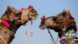 Two camels in the Indian state of Rajasthan