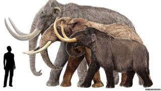 diferencia entre el mastodonte y el mamut