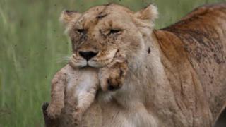 An hallaka sananniyar zakanya a Kenya - BBC News Hausa