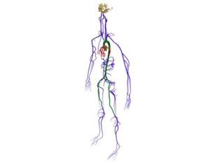 simulated blood vessels