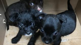 The three puppies