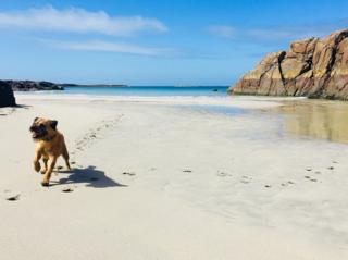 Dougal the dog on Ardnamurchan beach