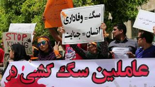 نگرانی از افزایش تعداد سگهای ولگرد در ایران