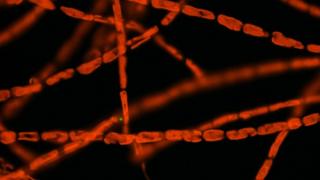 algal host-pathogen