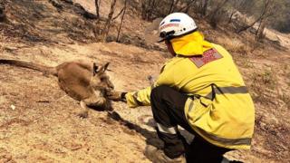 A firefighter feeds a dehydrated kangaroo some water after a bushfire in New South Wales in the first week of November 2019