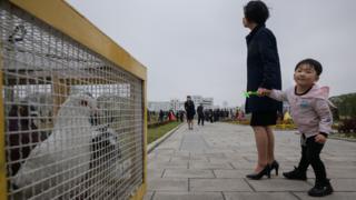 A child looks at a box of doves used for wedding photo shoots at a park in Pyongyang on April 18, 2019