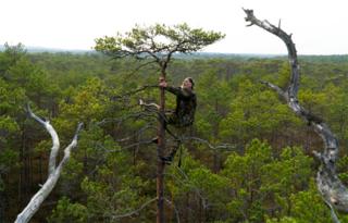 A man climbs a tall tree