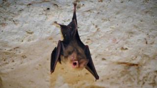 El murciélago de orejas de embudo de Cuba (Natalus primus)