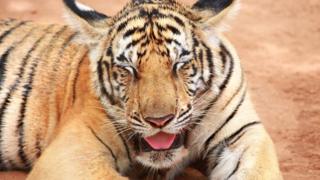 Tiger blinking