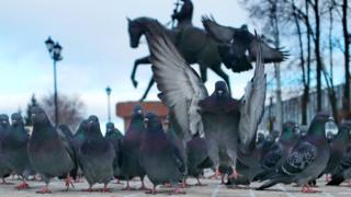 Dozens of pigeons in a row walk along the ground in front of a statue - while one, in the centre, flaps its wings in front of the camera