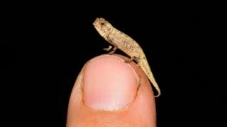 tiny-chameleon.