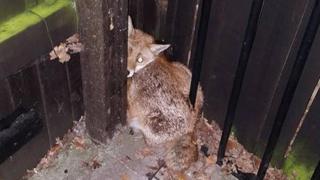 Fox