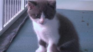 Filhote de gato que é clone de outro animal