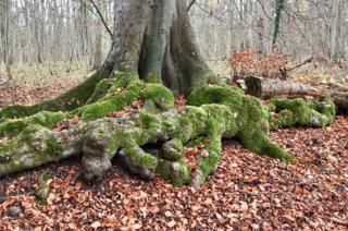 Bagley Wood