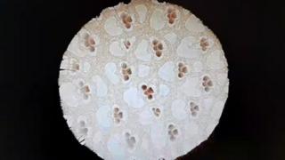 Microagujeros de bambú.