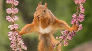 Squirrel holding on to plants with its feet