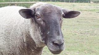 Caora
