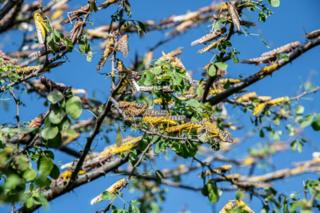 Locusts feed on a tree