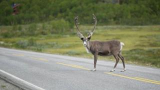A reindeer crosses the road in Sami, northern Norway