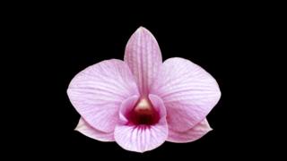 Flor