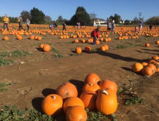 Pumpkins at Millets Farm near Frilford