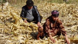 Дыйкандарга бардык насыялар отуз алты айга берилет.