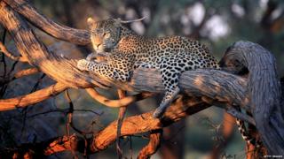 A leopard with a radio collar in the evening light Ngamiland District in Maun, Botswana