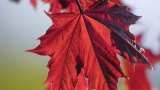 Crimson King maple leaf