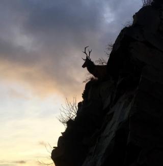 Stag on Applecross hillside