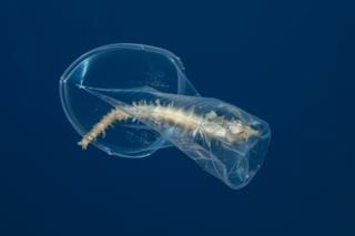 A seahorse trapped in a plastic cup