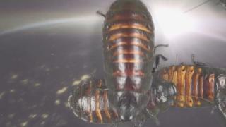cockroaches