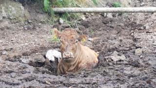Cow stuck in slurry pit