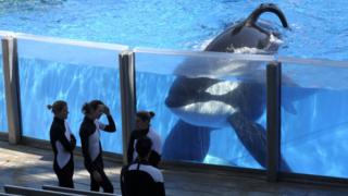 Orca Tilikum