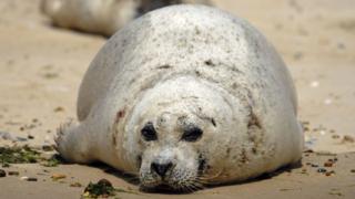 Harbour seal
