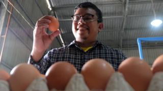 Bisnis telur