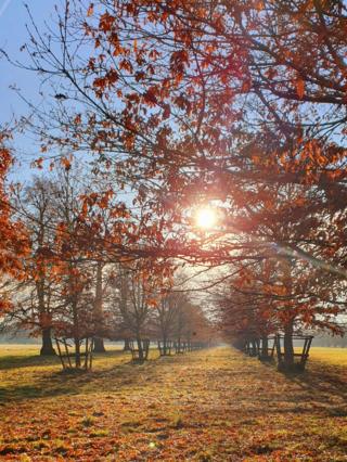 Autumnal trees