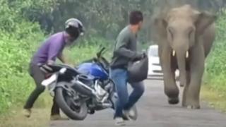 ఏనుగు