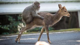 Macaco y ciervo hembra
