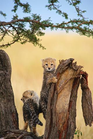 A cheetah cub clutching a tree trunk