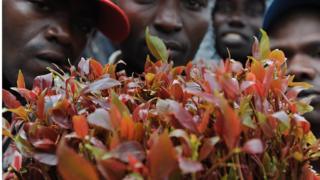 Des centaines de personnes travaillant dans la production et l'exportation du khat au Kenya, sont affectées par cette mesure.